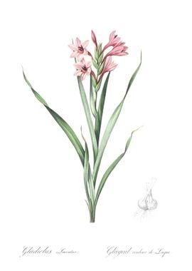 Sword Lily Illustration Fr