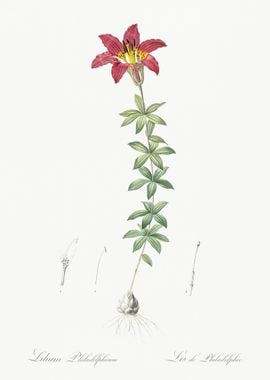 Wood Lily Illustration Fro