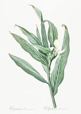 White GarlandLily Illustra