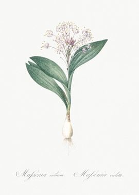 Pygmy Hyacinth Illustratio