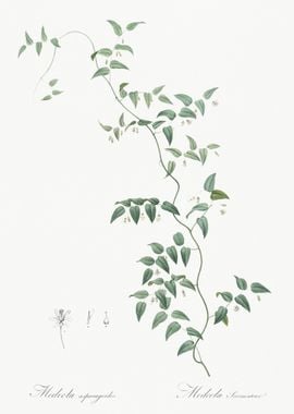 Bridal Creeper Illustratio