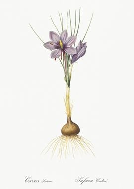 Crocus Sativus Illustratio