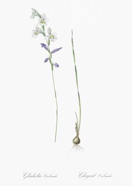 Gladiolus Orobanche Illust