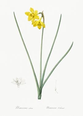 Narcissus Odorus Illustrat