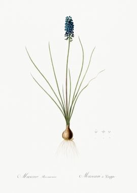 Grape Hyacinth Illustratio