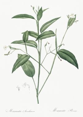 Maranta Arundinacea Illust