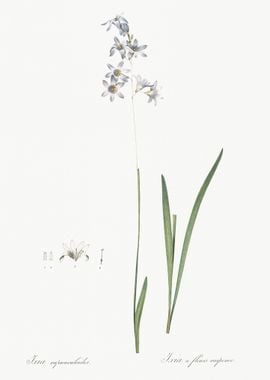 Corn Lily Illustration Fro