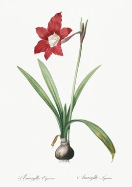 Hippeastrum Illustration F