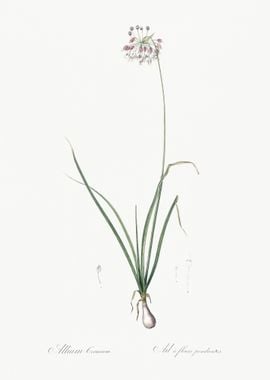 Nodding Onion Illustration