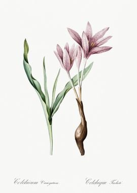 Autumn Crocus Illustration