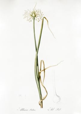 Wild Onion Illustration Fr