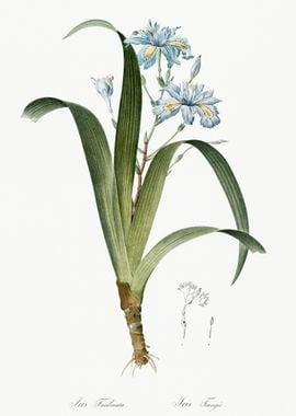 Iris Fimbriata Illustratio