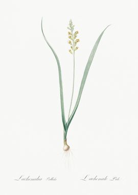 Lachenalia Pallida Illustr