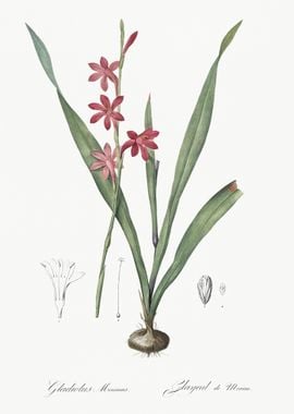 Watsonia Illustration From