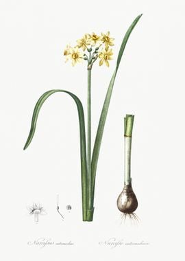 Cowslip Cupped Daffodil Il