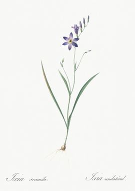 Ixia Secunda Illustration