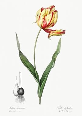 Didier39S Tulip Illustrati