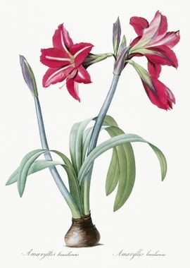 Brazilian Amaryllis Illust