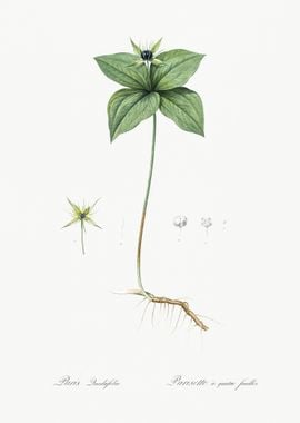 Herb Paris Illustration Fr