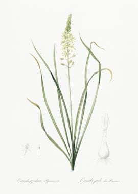 Wild Asparagus Illustratio