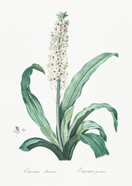 Eucomis Punctata Illustrat