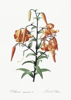 Tiger Lily Illustration Fr