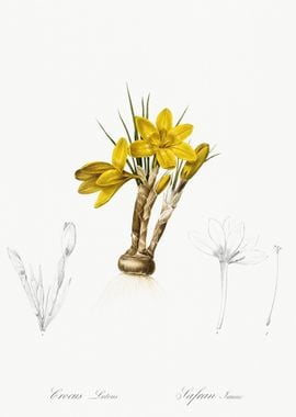 Crocus Luteus Illustration