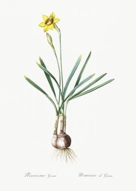 Narcissus Gouani Illustrat