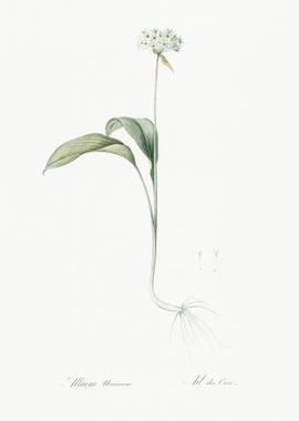 Ramsons Illustration From