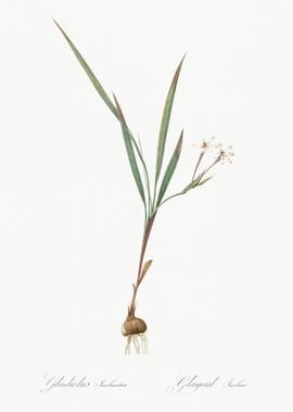 Gladiolus Inclinatus Illus