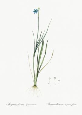 NarrowLeaf BlueEyedGrass I