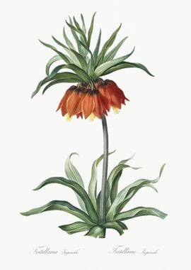 Fritillaries Illustration