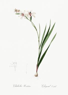 Gladiolus Illustration Fro