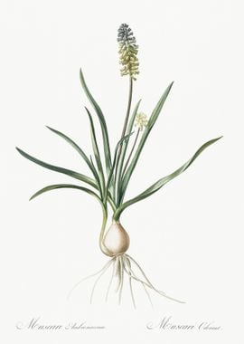 Muscari Ambrosiacum Illust