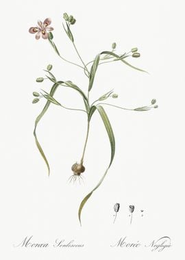 Moraea Sordescens Illustra