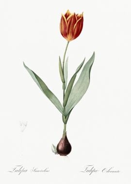 Tulip Illustration From Le