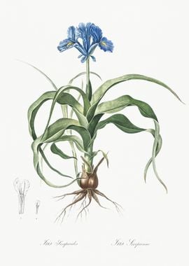 Iris Scorpiodes Illustrati