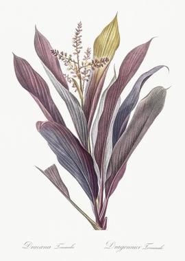 Cordyline Fruticosa Illust