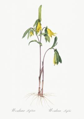 Uvularia Perfoliata Illust