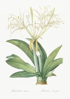 Pancratium Speciosum Illus