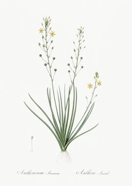 Bulbine Lily Illustration