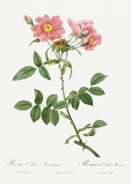 Les Roses 1824 HQ Original