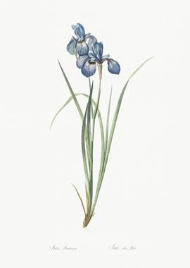 Iris Pratensis Illustratio