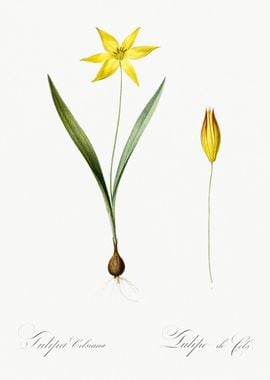 Tulipa Celsiana Illustrati