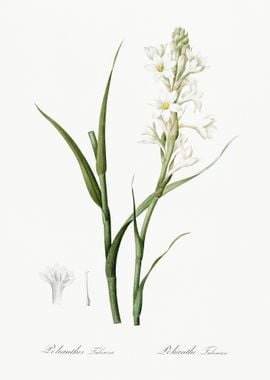 Polianthes Tuberosa Illust