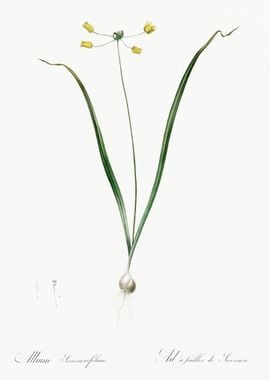 Allium Scorzonera Folium I