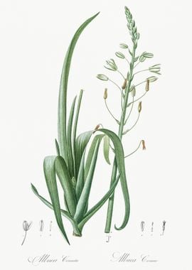 Albuca Cornuta Illustratio