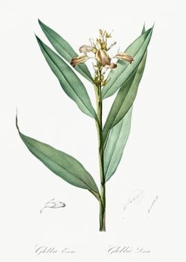 Globba Erecta Illustration