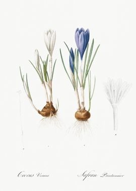 Spring Crocus Illustration