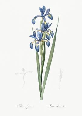 Blue Iris Illustration Fro